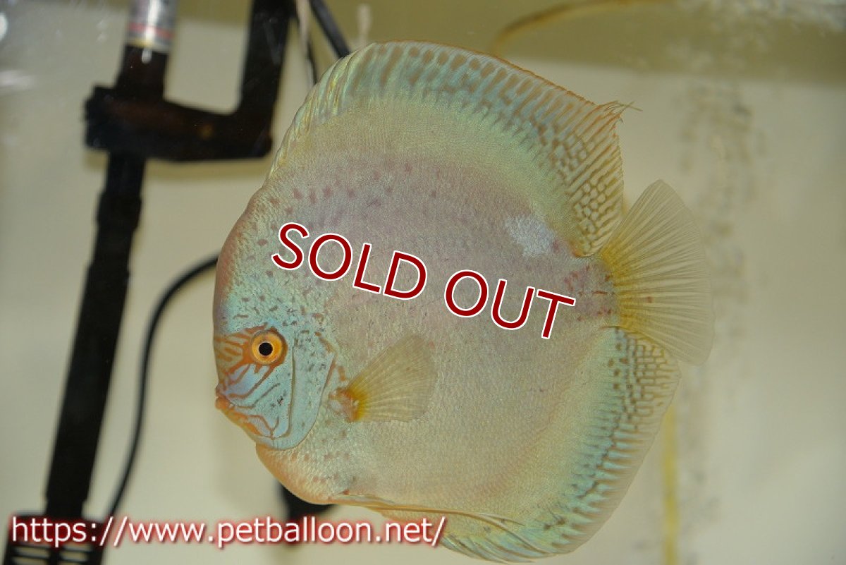 画像2: 【ディスカス】【通販】リフレクションDコバルト　ハイフォーム【個体ペア販売】16-17cm（生体）マレーシア　NAディスカスファーム (2)