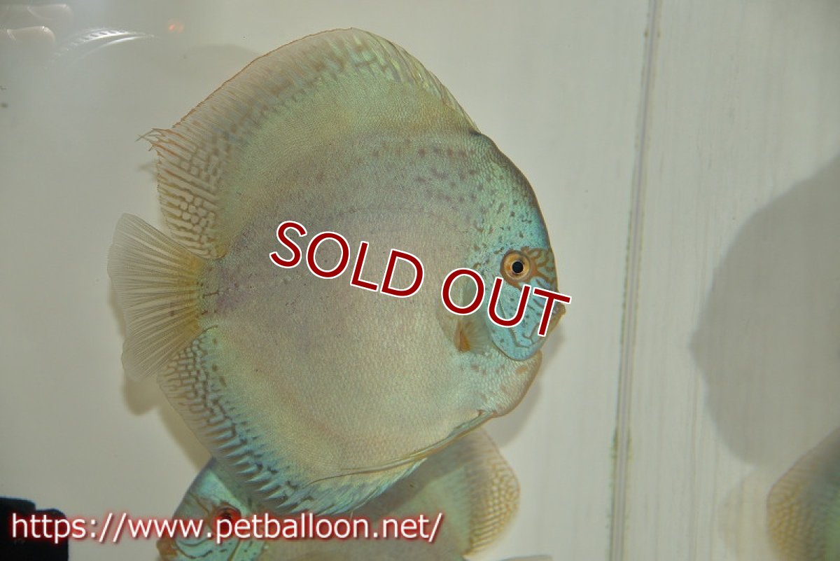 画像3: 【ディスカス】【通販】リフレクションDコバルト　ハイフォーム【個体ペア販売】16-17cm（生体）マレーシア　NAディスカスファーム (3)