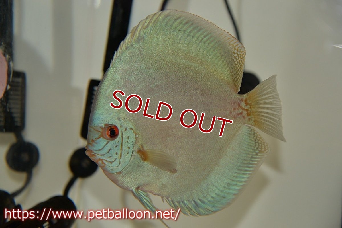 画像4: 【ディスカス】【通販】リフレクションDコバルト　ハイフォーム【個体ペア販売】16-17cm（生体）マレーシア　NAディスカスファーム (4)