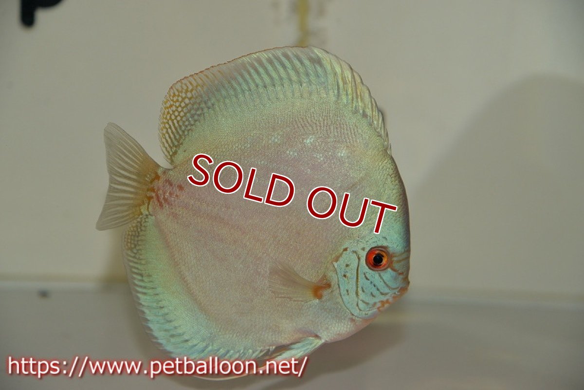 画像5: 【ディスカス】【通販】リフレクションDコバルト　ハイフォーム【個体ペア販売】16-17cm（生体）マレーシア　NAディスカスファーム (5)