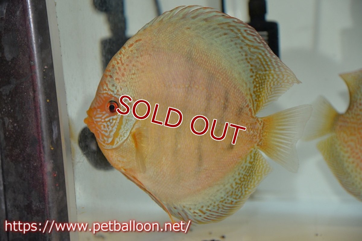 画像2: 【ディスカス】【通販】【産卵孵化経験あり】ジャイアントブルースネーク♂×ブルーレオパード♀【個体ペア販売】15-17cm（生体）マレーシア　KLディスカスファーム (2)