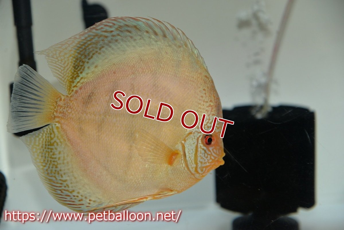 画像3: 【ディスカス】【通販】【産卵孵化経験あり】ジャイアントブルースネーク♂×ブルーレオパード♀【個体ペア販売】15-17cm（生体）マレーシア　KLディスカスファーム (3)