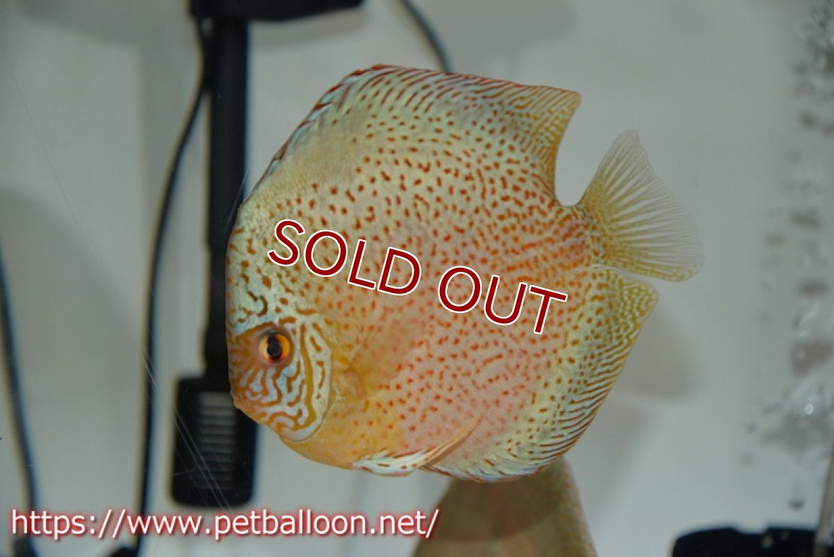 画像4: 【ディスカス】【通販】【産卵孵化経験あり】ジャイアントブルースネーク♂×ブルーレオパード♀【個体ペア販売】15-17cm（生体）マレーシア　KLディスカスファーム (4)