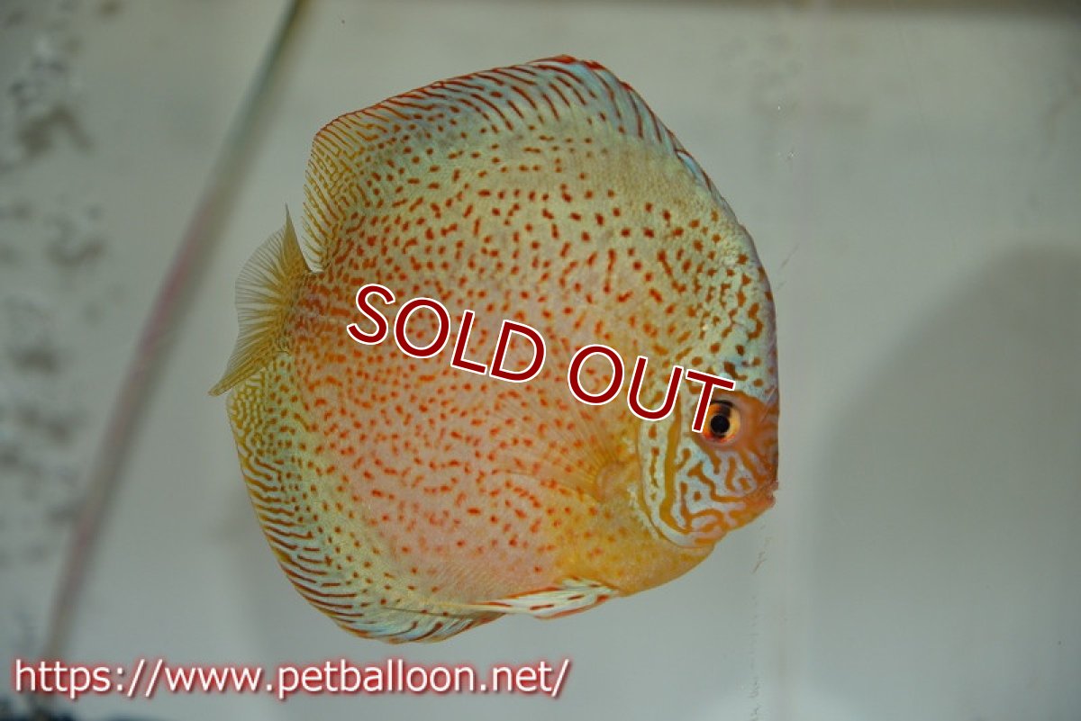 画像5: 【ディスカス】【通販】【産卵孵化経験あり】ジャイアントブルースネーク♂×ブルーレオパード♀【個体ペア販売】15-17cm（生体）マレーシア　KLディスカスファーム (5)