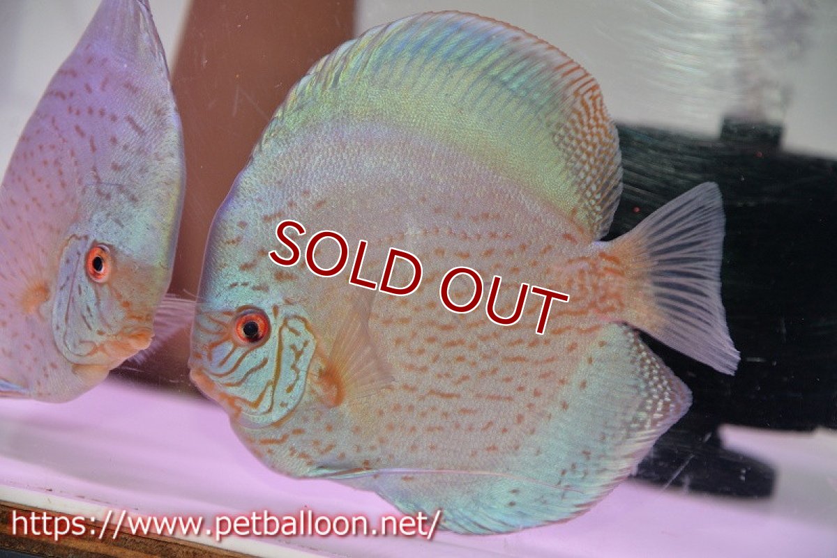 画像2: 【ディスカス】【通販】【産卵経験あり】ジャイアントブルーフローラ　ハイフォーム（ワームパターン）【個体ペア販売】16-17cm（生体）マレーシア　NAディスカスファーム (2)