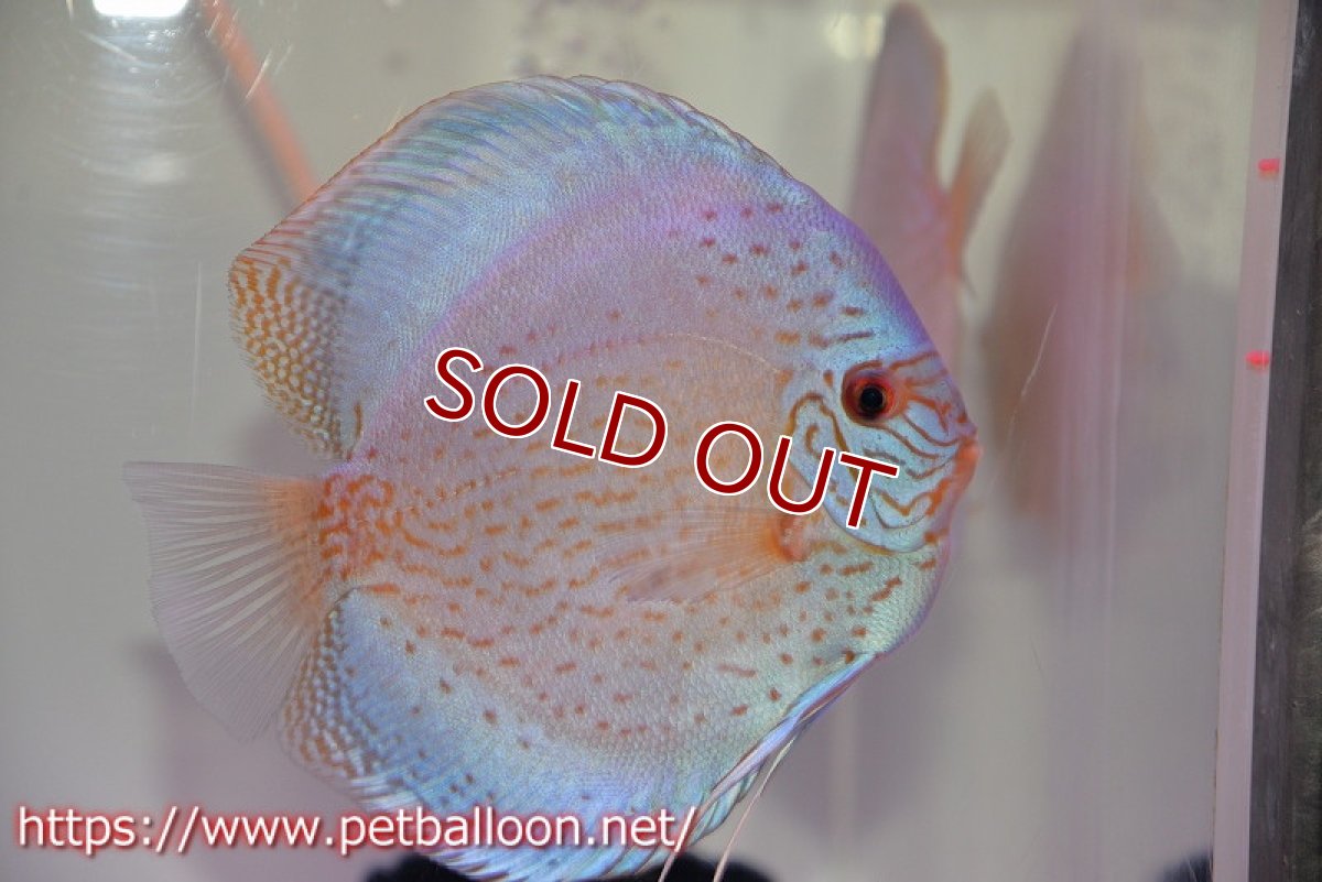 画像3: 【ディスカス】【通販】【産卵経験あり】ジャイアントブルーフローラ　ハイフォーム（ワームパターン）【個体ペア販売】16-17cm（生体）マレーシア　NAディスカスファーム (3)