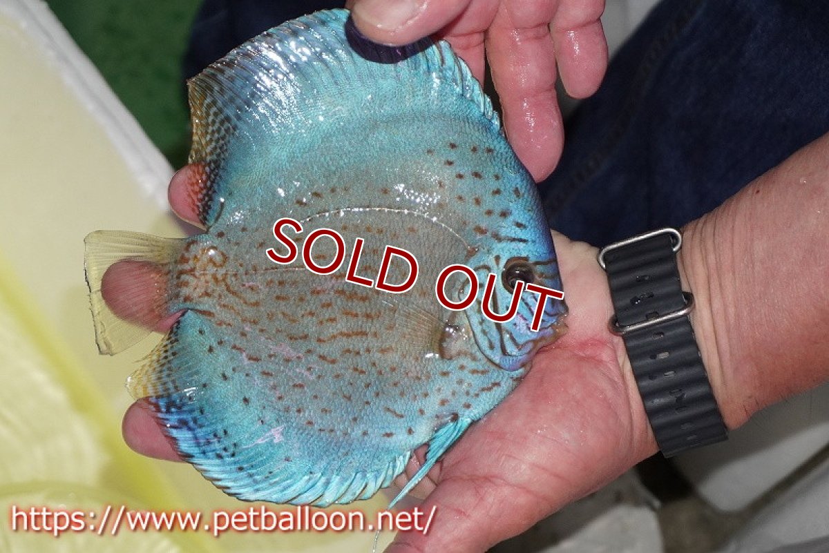 画像5: 【ディスカス】【通販】【産卵経験あり】ジャイアントブルーフローラ　ハイフォーム（ワームパターン）【個体ペア販売】16-17cm（生体）マレーシア　NAディスカスファーム (5)