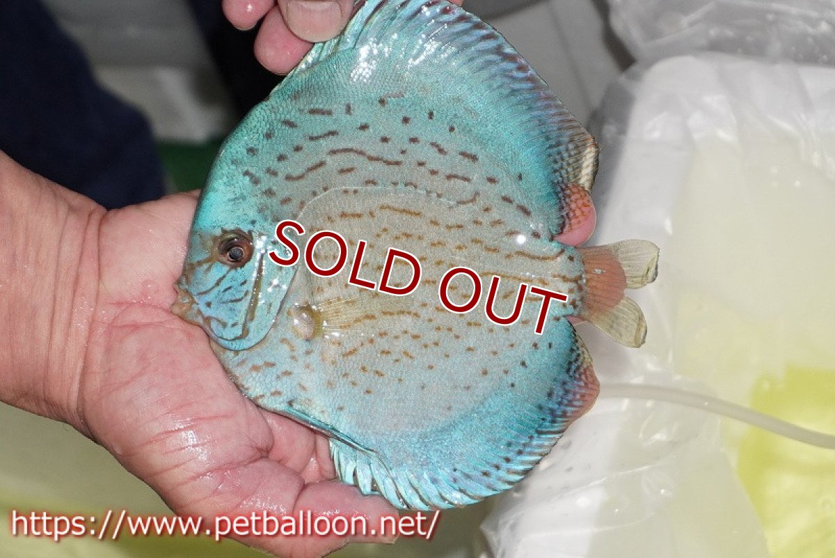 画像6: 【ディスカス】【通販】【産卵経験あり】ジャイアントブルーフローラ　ハイフォーム（ワームパターン）【個体ペア販売】16-17cm（生体）マレーシア　NAディスカスファーム (6)