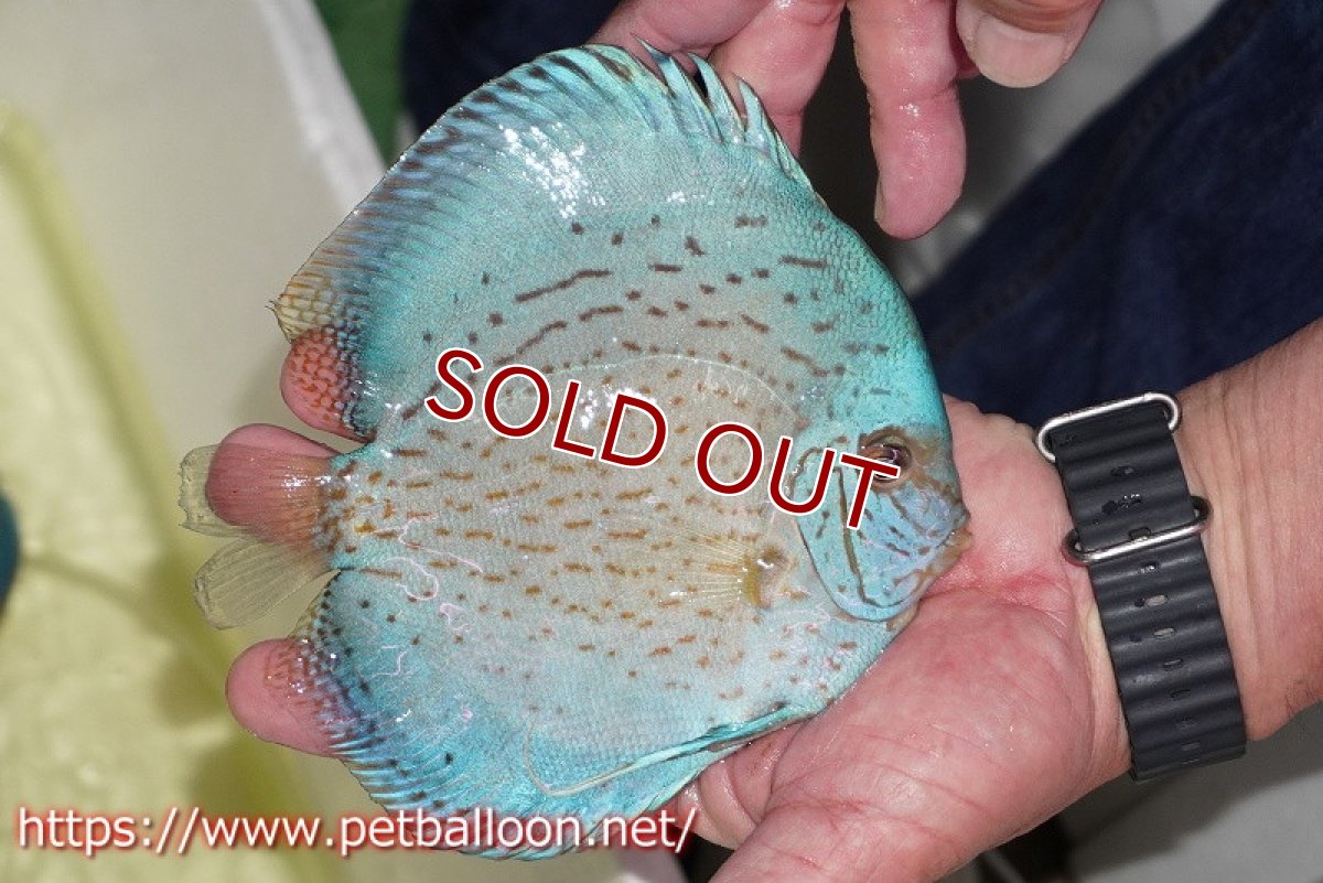 画像7: 【ディスカス】【通販】【産卵経験あり】ジャイアントブルーフローラ　ハイフォーム（ワームパターン）【個体ペア販売】16-17cm（生体）マレーシア　NAディスカスファーム (7)