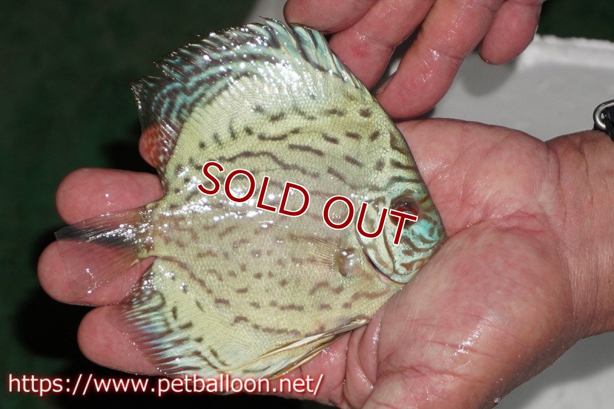 画像2: 【ディスカス】【通販】【今年最終入荷 激レア個体】オールドジャックワットレーセルーリア（ピュア）【個体販売】10-11cm（生体）国産ディスカス　京都産 (2)