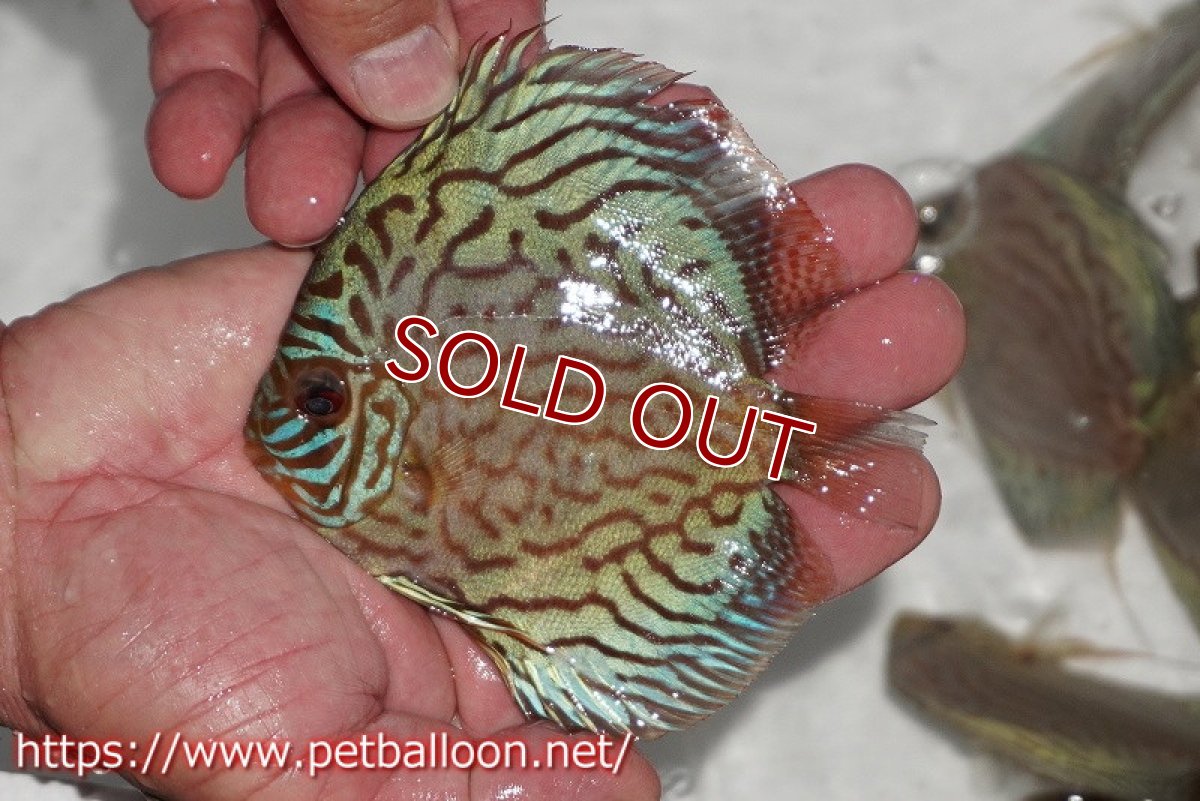 画像2: 【ディスカス】【通販】【今年最終入荷 激レア個体】オールドジャックワットレーセルーリア（ピュア）【個体販売】10-11cm（生体）国産ディスカス　京都産 (2)