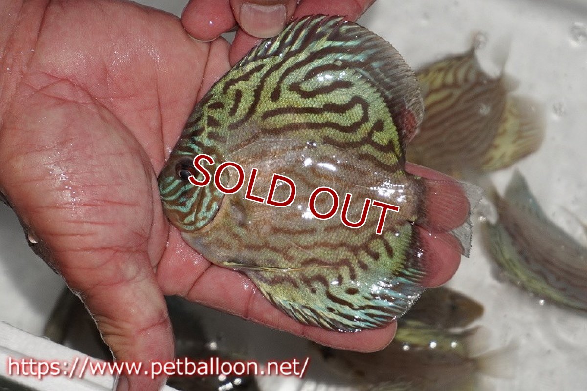 画像2: 【ディスカス】【通販】【今年最終入荷 激レア個体】オールドジャックワットレーセルーリア（ピュア）【個体販売】10-11cm（生体）国産ディスカス　京都産 (2)