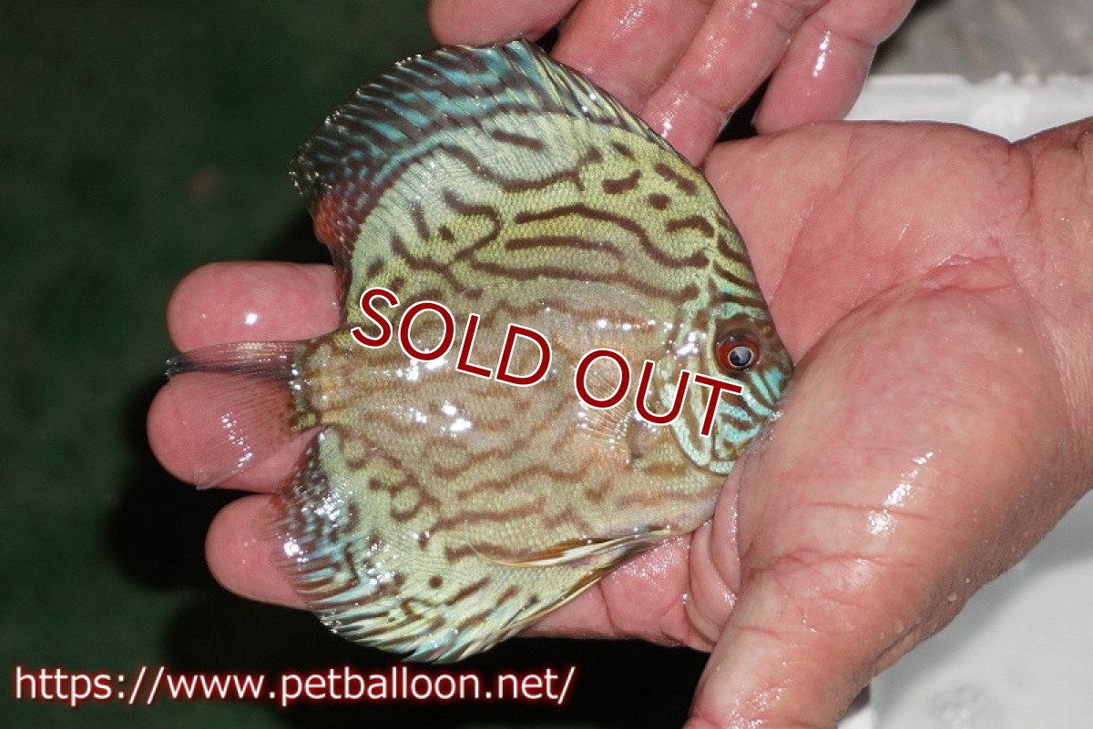 画像2: 【ディスカス】【通販】【今年最終入荷 激レア個体】オールドジャックワットレーセルーリア（ピュア）【個体販売】10-11cm（生体）国産ディスカス　京都産 (2)