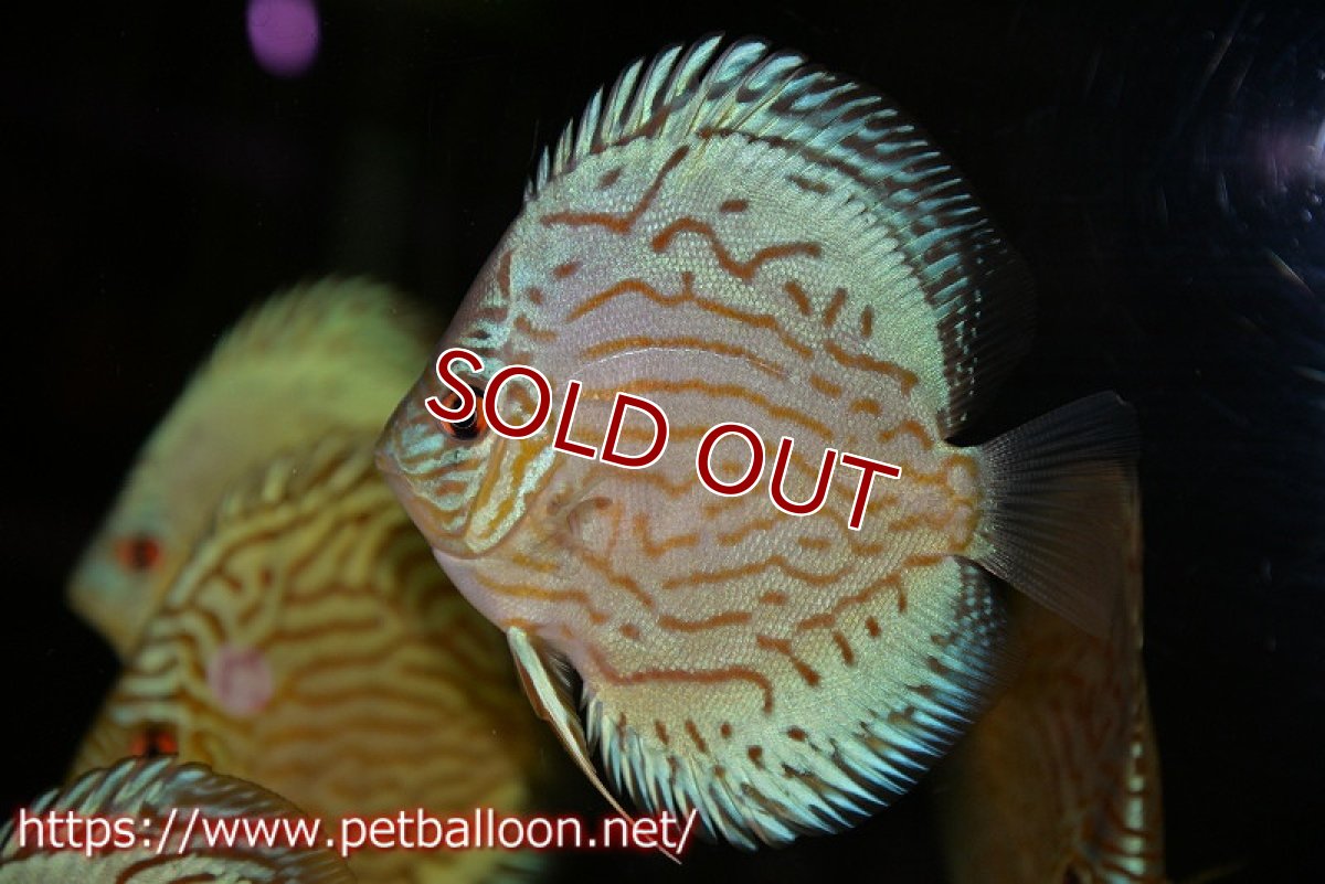 画像2: 【ディスカス】【通販】【今年最終入荷 激レア個体】オールドジャックワットレーセルーリア（ピュア）【個体販売】10-11cm（生体）国産ディスカス　京都産 (2)