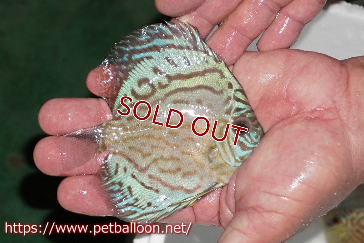 画像2: 【ディスカス】【通販】【今年最終入荷 激レア個体】オールドジャックワットレーセルーリア（ピュア）【個体販売】10-11cm（生体）国産ディスカス　京都産 (2)