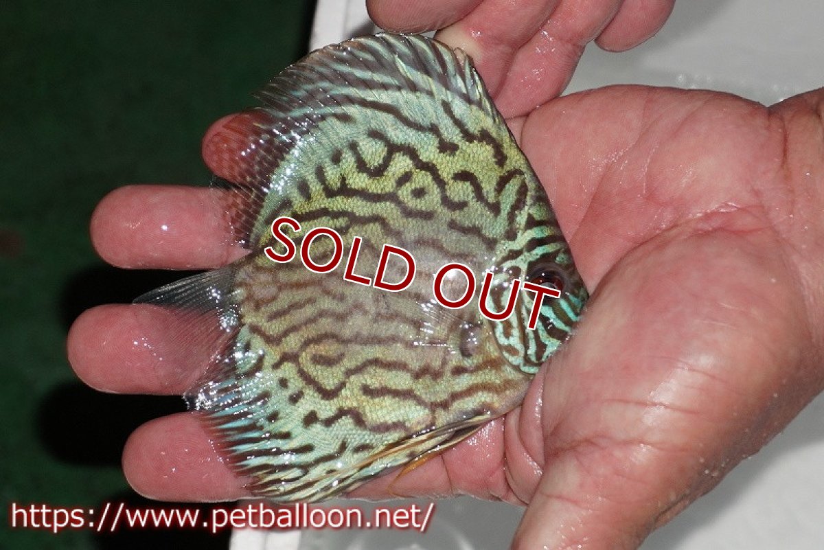 画像3: 【ディスカス】【通販】【今年最終入荷 激レア個体】オールドジャックワットレーセルーリア（ピュア）【個体販売】10-11cm（生体）国産ディスカス　京都産 (3)