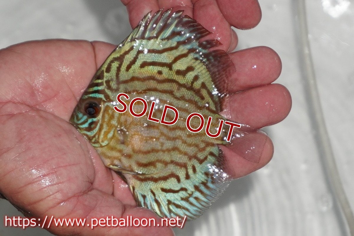 画像2: 【ディスカス】【通販】【今年最終入荷 激レア個体】オールドジャックワットレーセルーリア（ピュア）【個体販売】10-11cm（生体）国産ディスカス　京都産 (2)