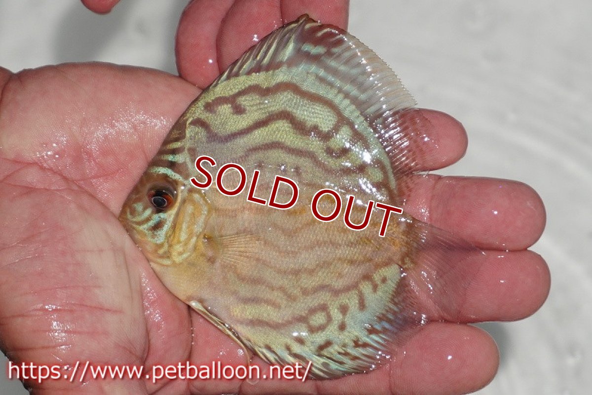 画像2: 【ディスカス】【通販】【今年最終入荷 激レア個体】オールドジャックワットレーセルーリア（ピュア）【個体販売】10-11cm（生体）国産ディスカス　京都産 (2)