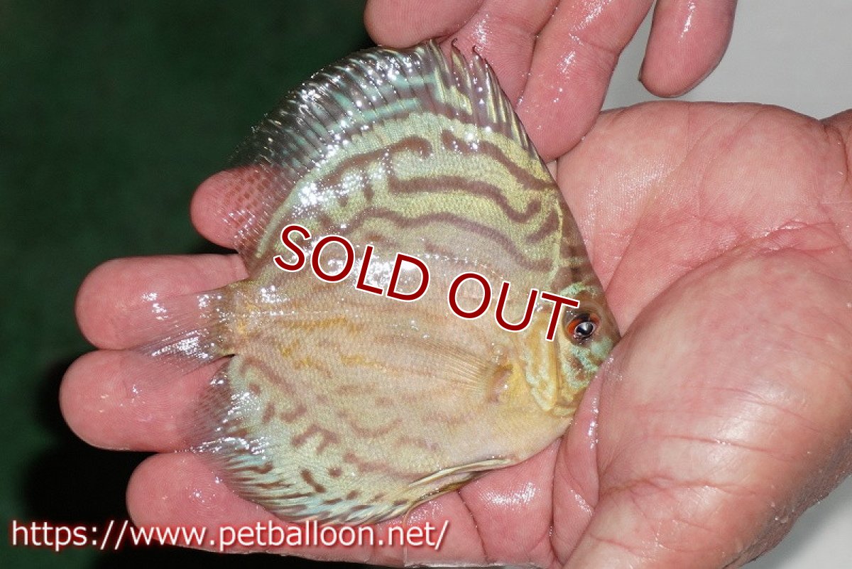 画像3: 【ディスカス】【通販】【今年最終入荷 激レア個体】オールドジャックワットレーセルーリア（ピュア）【個体販売】10-11cm（生体）国産ディスカス　京都産 (3)