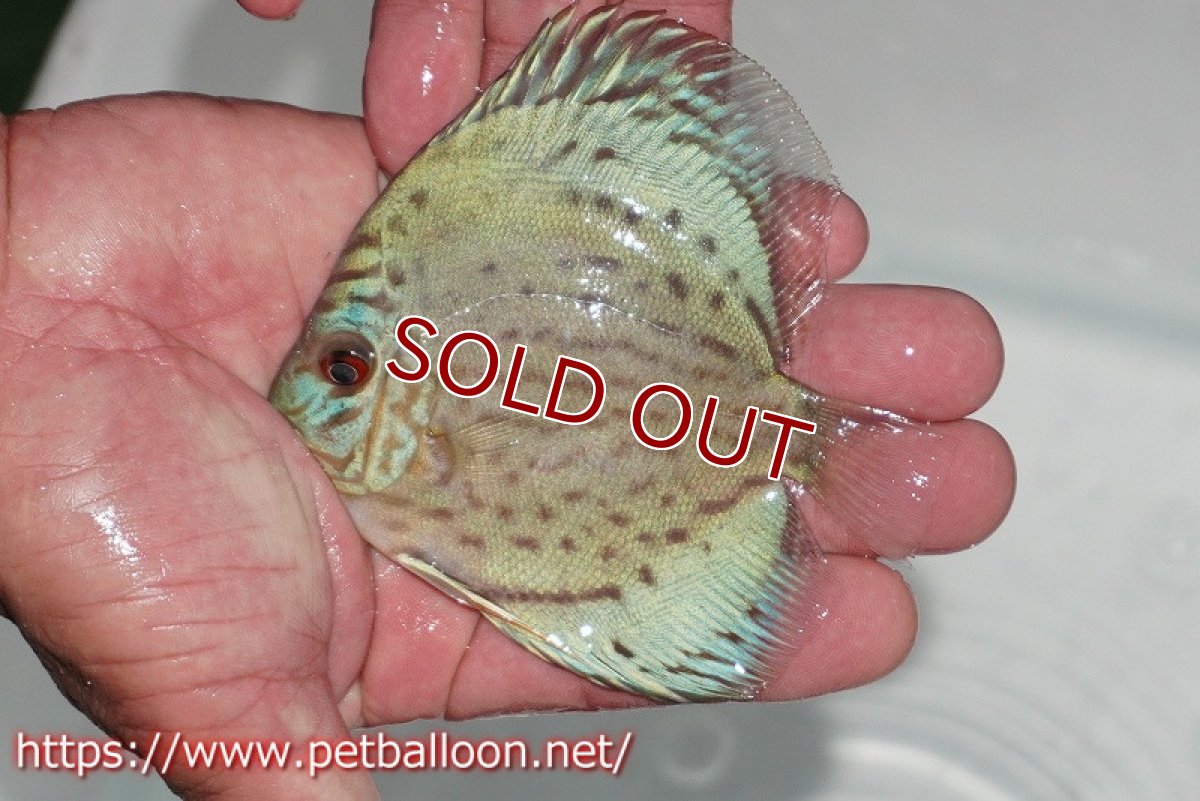 画像2: 【ディスカス】【通販】【今年最終入荷 激レア個体】オールドジャックワットレーセルーリア（ピュア）【個体販売】10-11cm（生体）国産ディスカス　京都産 (2)