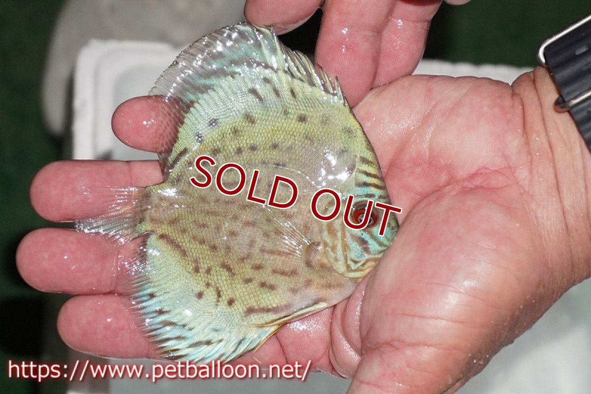 画像3: 【ディスカス】【通販】【今年最終入荷 激レア個体】オールドジャックワットレーセルーリア（ピュア）【個体販売】10-11cm（生体）国産ディスカス　京都産 (3)