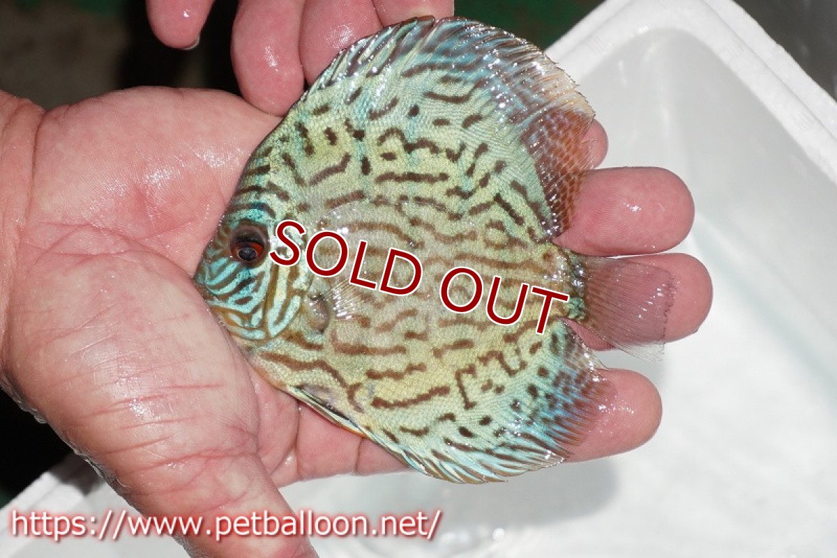 画像2: 【ディスカス】【通販】【今年最終入荷 激レア個体】オールドジャックワットレーセルーリア（ピュア）【個体販売】10-11cm（生体）国産ディスカス　京都産 (2)