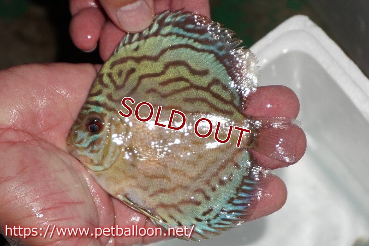 画像2: 【ディスカス】【通販】【今年最終入荷 激レア個体】オールドジャックワットレーセルーリア（ピュア）【個体販売】10-11cm（生体）国産ディスカス　京都産 (2)