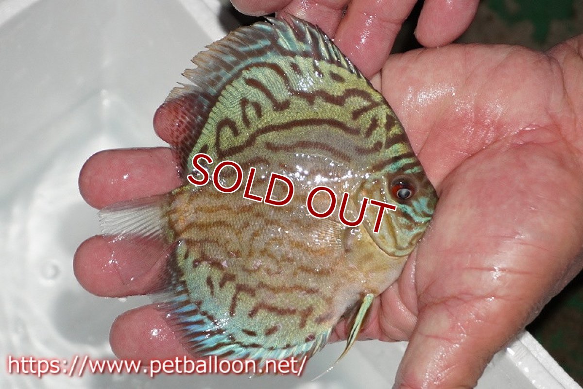 画像3: 【ディスカス】【通販】【今年最終入荷 激レア個体】オールドジャックワットレーセルーリア（ピュア）【個体販売】10-11cm（生体）国産ディスカス　京都産 (3)