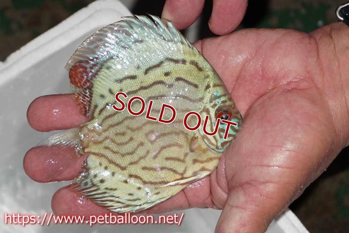 画像2: 【ディスカス】【通販】【今年最終入荷 激レア個体】オールドジャックワットレーセルーリア（ピュア）【個体販売】10-11cm（生体）国産ディスカス　京都産 (2)