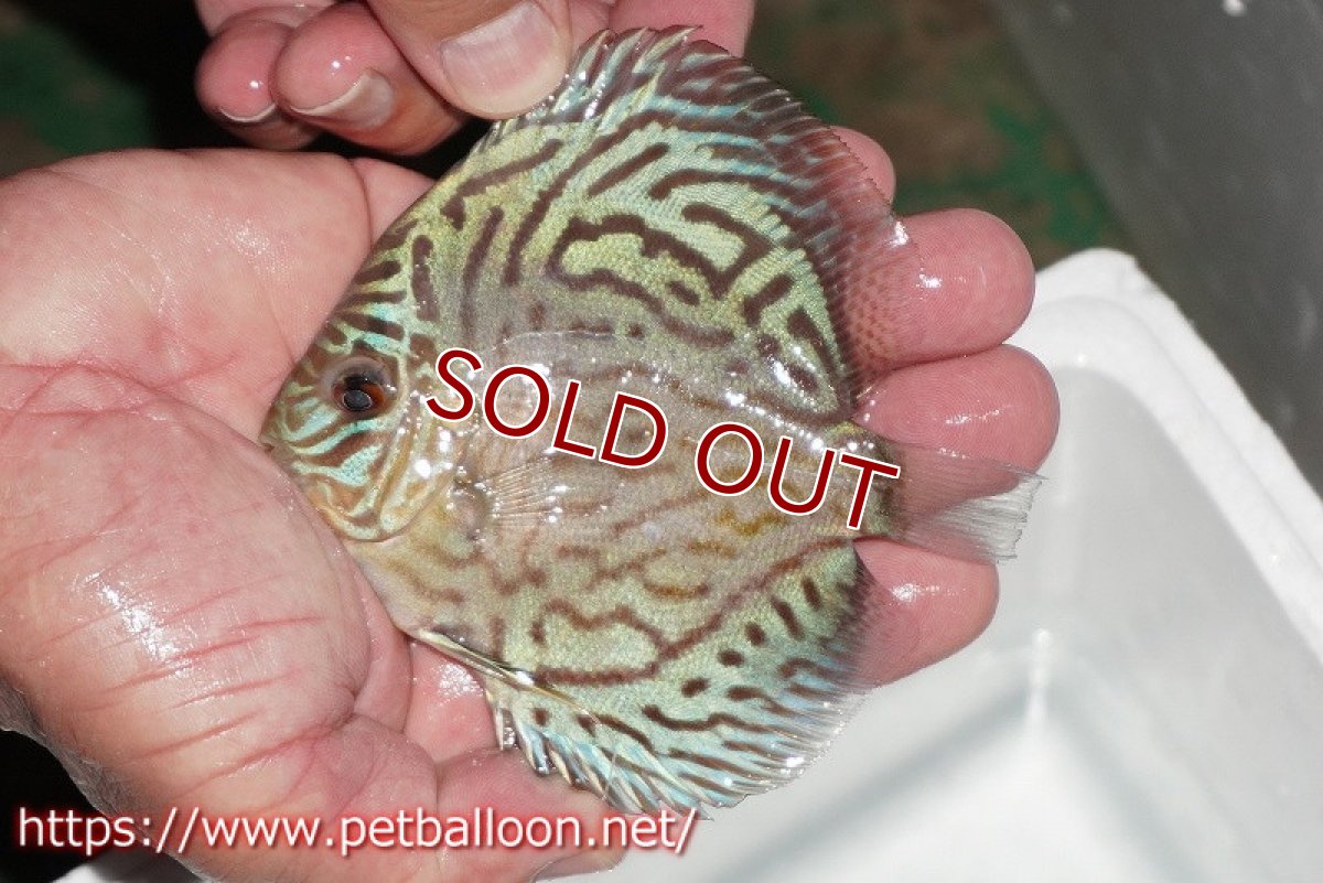 画像2: 【ディスカス】【通販】【今年最終入荷 激レア個体】オールドジャックワットレーセルーリア（ピュア）【個体販売】10-11cm（生体）国産ディスカス　京都産 (2)