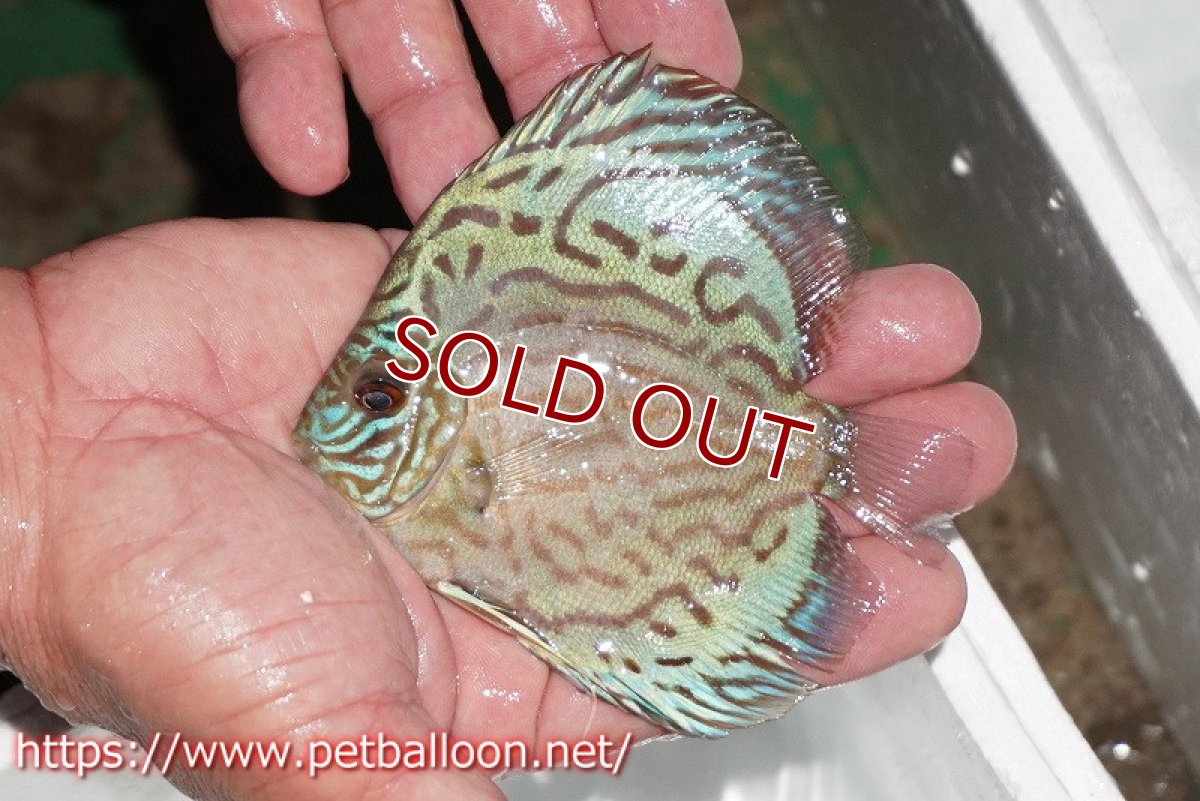 画像2: 【ディスカス】【通販】【今年最終入荷 激レア個体】オールドジャックワットレーセルーリア（ピュア）【個体販売】10-11cm（生体）国産ディスカス　京都産 (2)