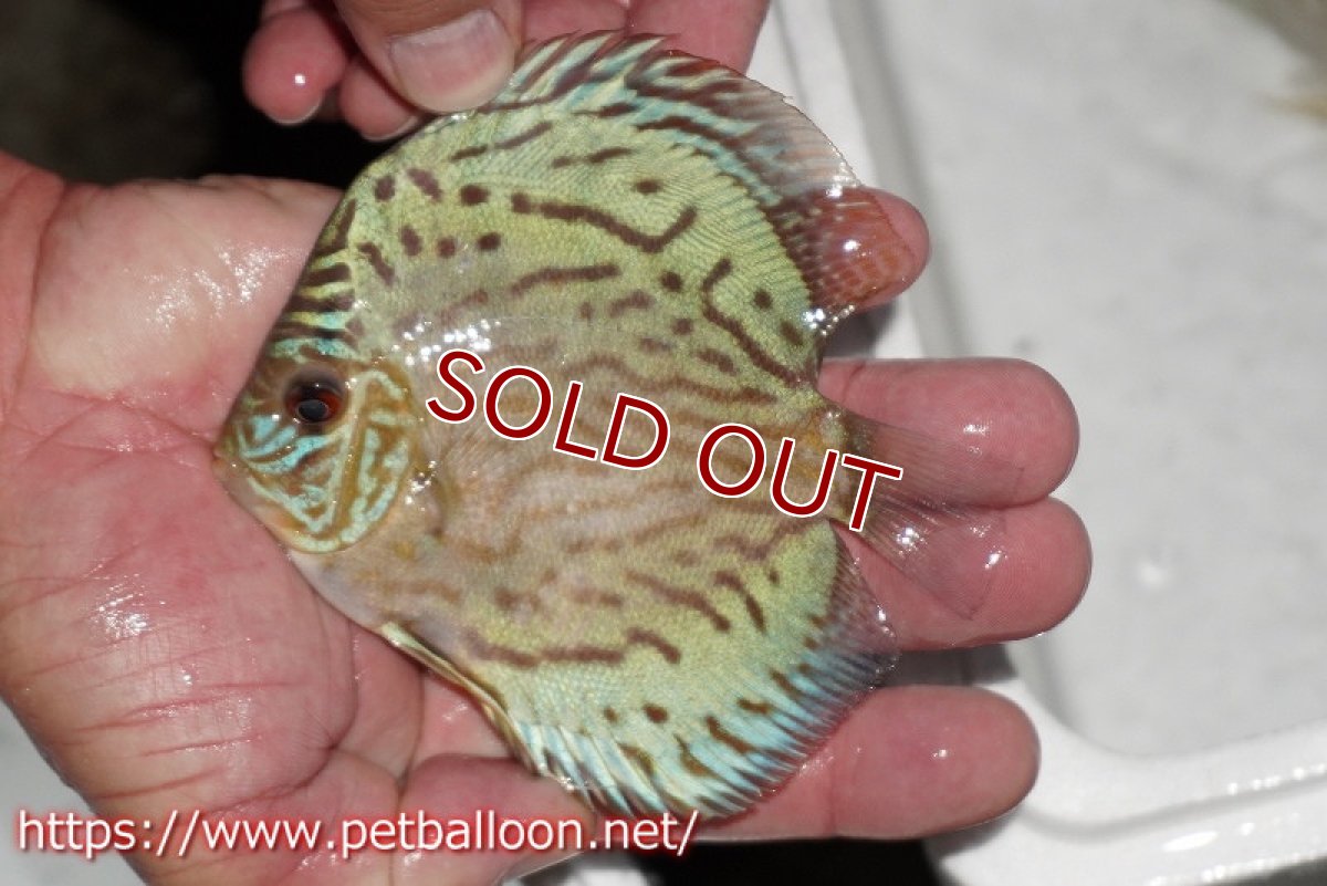 画像2: 【ディスカス】【通販】【今年最終入荷 激レア個体】オールドジャックワットレーセルーリア（ピュア）【個体販売】10-11cm（生体）国産ディスカス　京都産 (2)