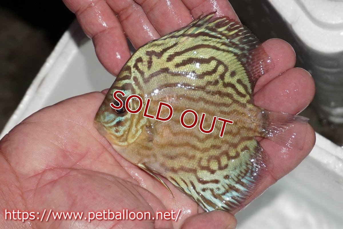 画像2: 【ディスカス】【通販】【今年最終入荷 激レア個体】オールドジャックワットレーセルーリア（ピュア）【個体販売】10-11cm（生体）国産ディスカス　京都産 (2)