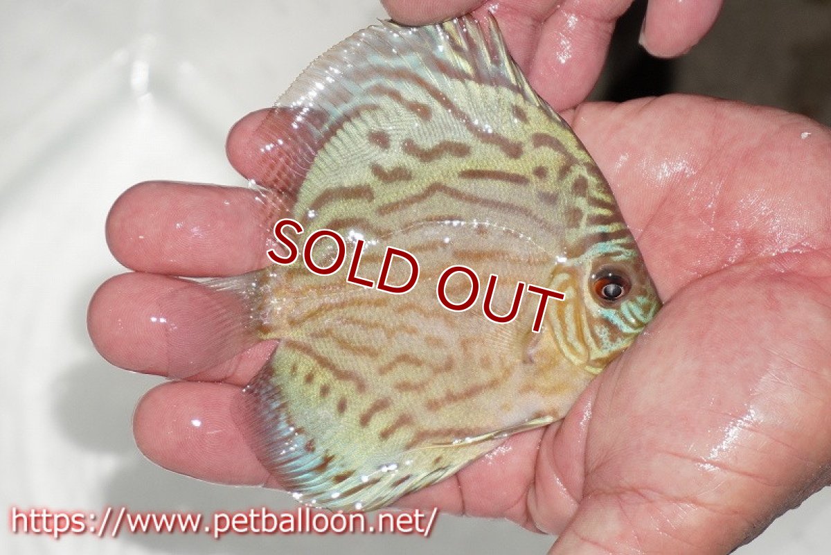 画像3: 【ディスカス】【通販】【今年最終入荷 激レア個体】オールドジャックワットレーセルーリア（ピュア）【個体販売】10-11cm（生体）国産ディスカス　京都産 (3)