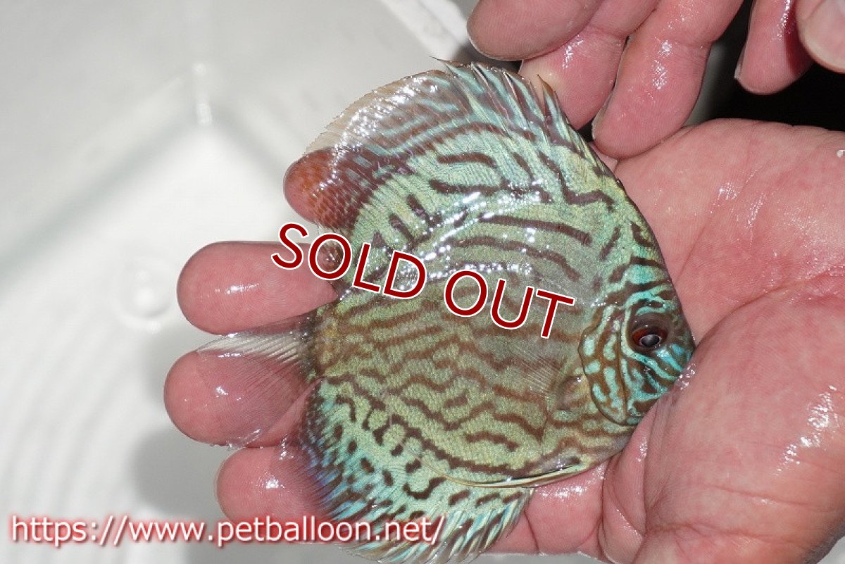 画像2: 【ディスカス】【通販】【今年最終入荷 激レア個体】オールドジャックワットレーセルーリア（ピュア）【個体販売】10-11cm（生体）国産ディスカス　京都産 (2)