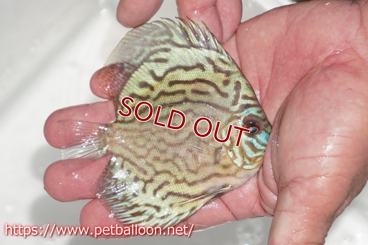 画像2: 【ディスカス】【通販】【今年最終入荷 激レア個体】オールドジャックワットレーセルーリア（ピュア）【個体販売】10-11cm（生体）国産ディスカス　京都産 (2)