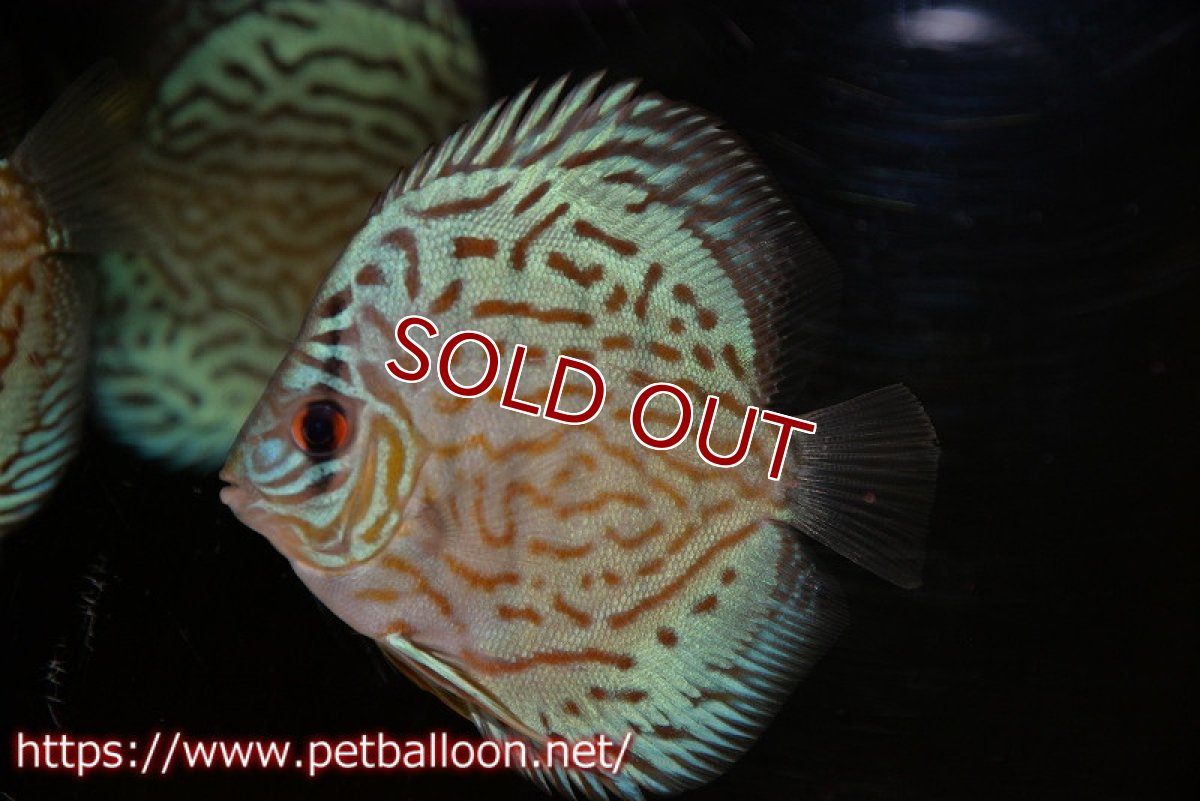 画像2: 【ディスカス】【通販】【今年最終入荷 激レア個体】オールドジャックワットレーセルーリア（ピュア）【個体販売】10-11cm（生体）国産ディスカス　京都産 (2)