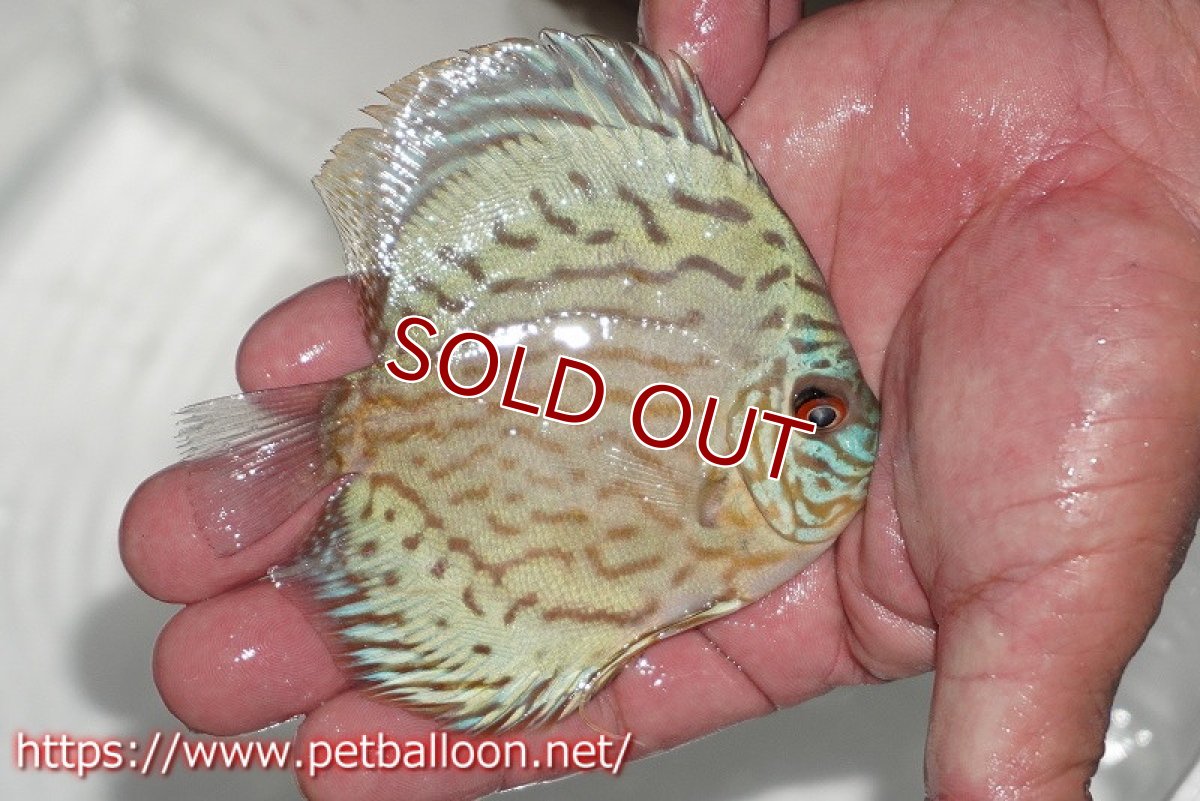 画像2: 【ディスカス】【通販】【今年最終入荷 激レア個体】オールドジャックワットレーセルーリア（ピュア）【個体販売】10-11cm（生体）国産ディスカス　京都産 (2)