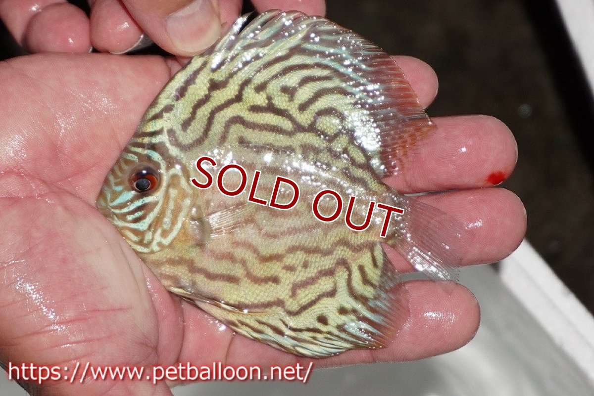 画像2: 【ディスカス】【通販】【今年最終入荷 激レア個体】オールドジャックワットレーセルーリア（ピュア）【個体販売】10-11cm（生体）国産ディスカス　京都産 (2)