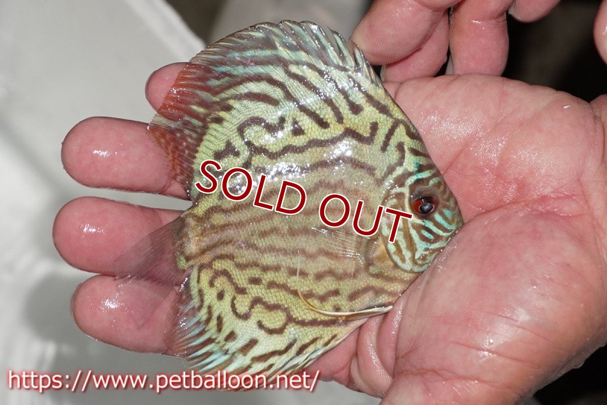 画像3: 【ディスカス】【通販】【今年最終入荷 激レア個体】オールドジャックワットレーセルーリア（ピュア）【個体販売】10-11cm（生体）国産ディスカス　京都産 (3)