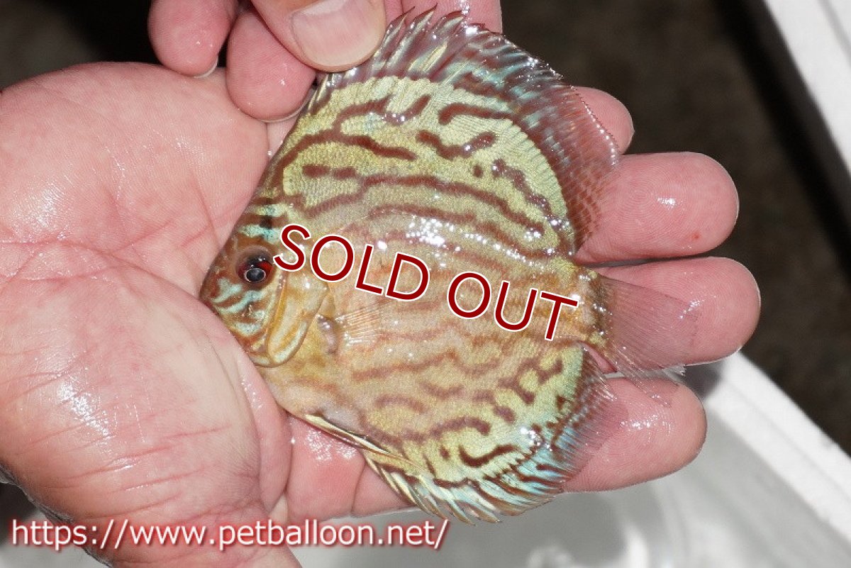 画像2: 【ディスカス】【通販】【今年最終入荷 激レア個体】オールドジャックワットレーセルーリア（ピュア）【個体販売】10-11cm（生体）国産ディスカス　京都産 (2)