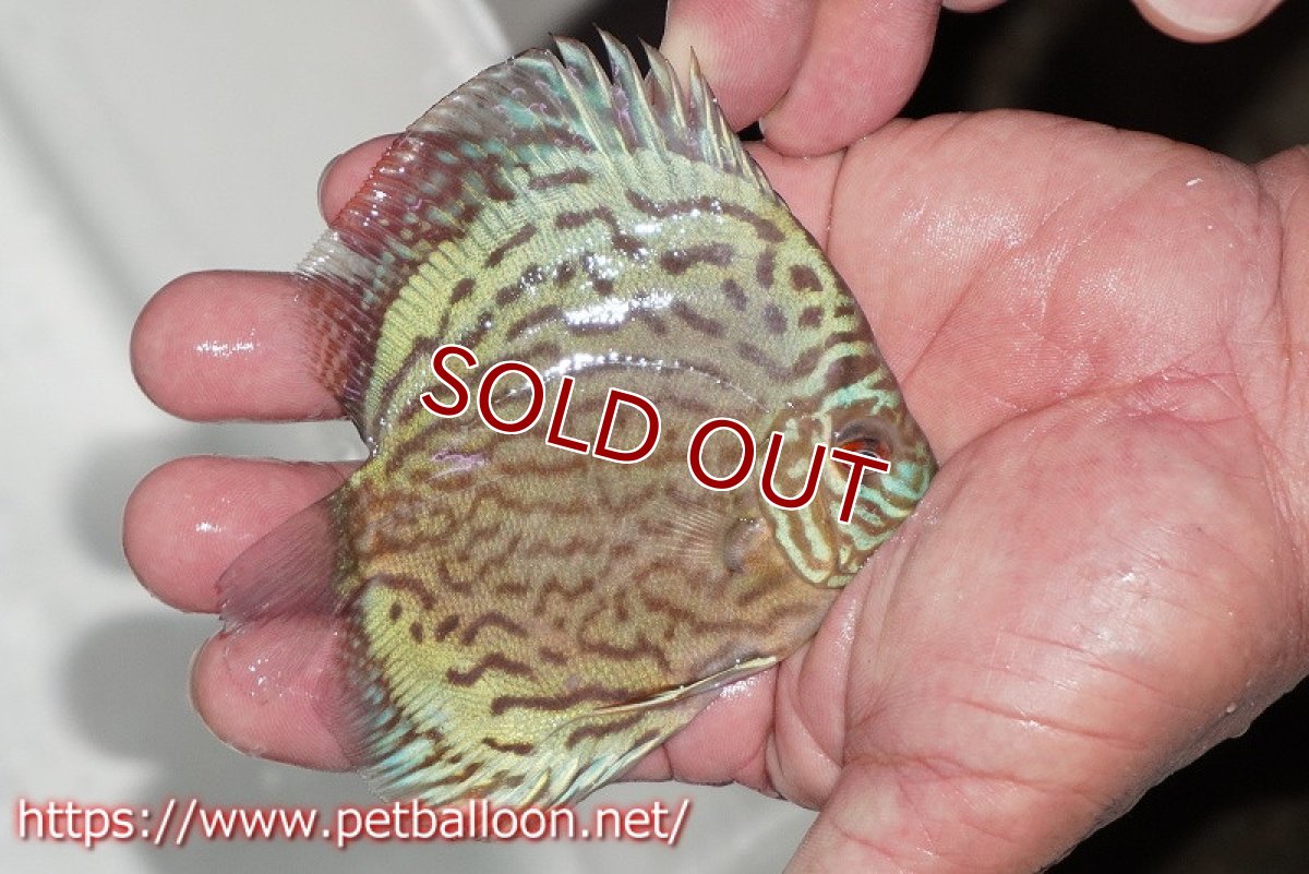 画像2: 【ディスカス】【通販】【今年最終入荷 激レア個体】オールドジャックワットレーセルーリア（ピュア）【個体販売】10-11cm（生体）国産ディスカス　京都産 (2)