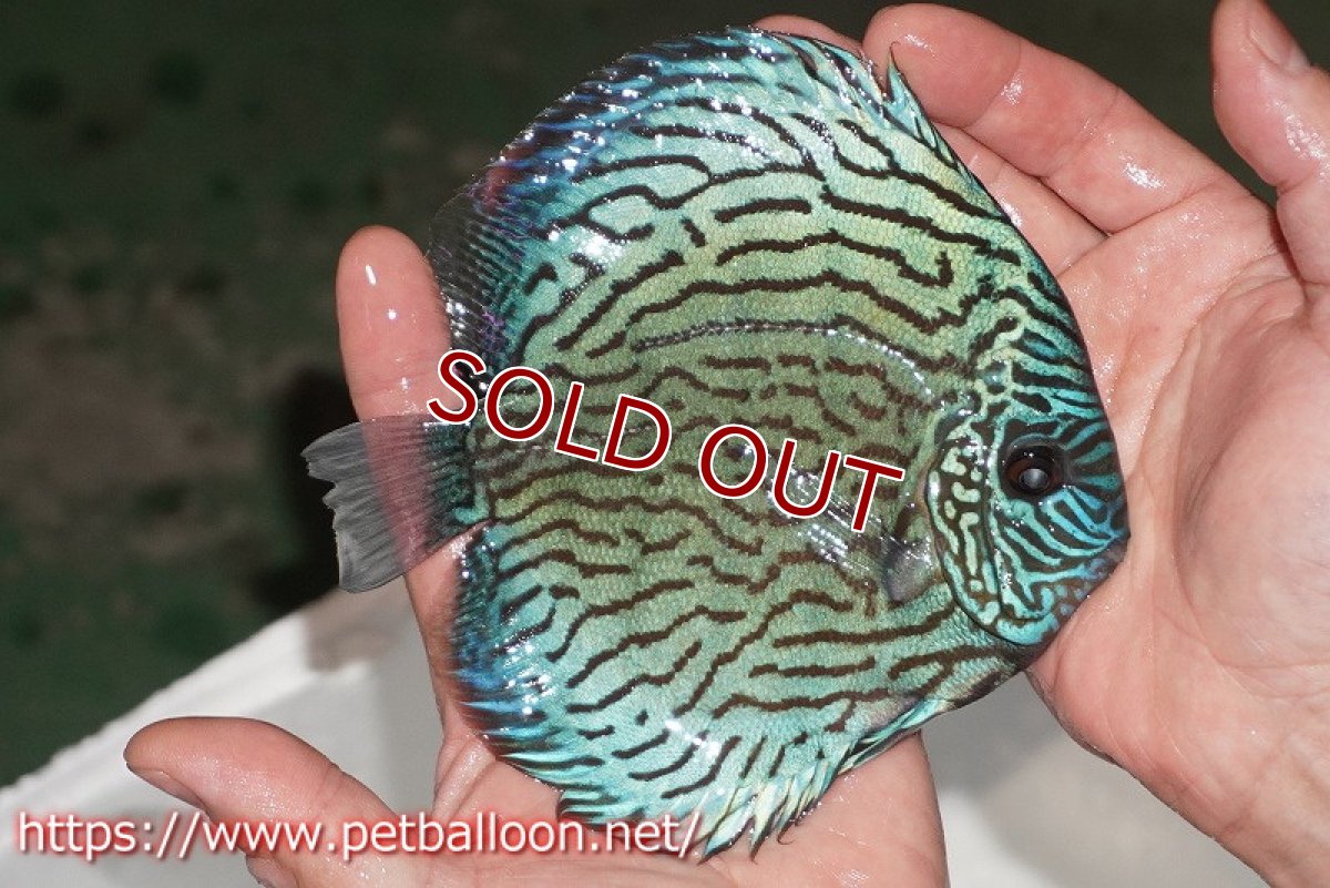 画像2: 【ディスカス】【通販】ジャックワットレーオールドタイプ第三系統【京の匠 直系 国産ブリード】【個体販売】15cm（生体） (2)