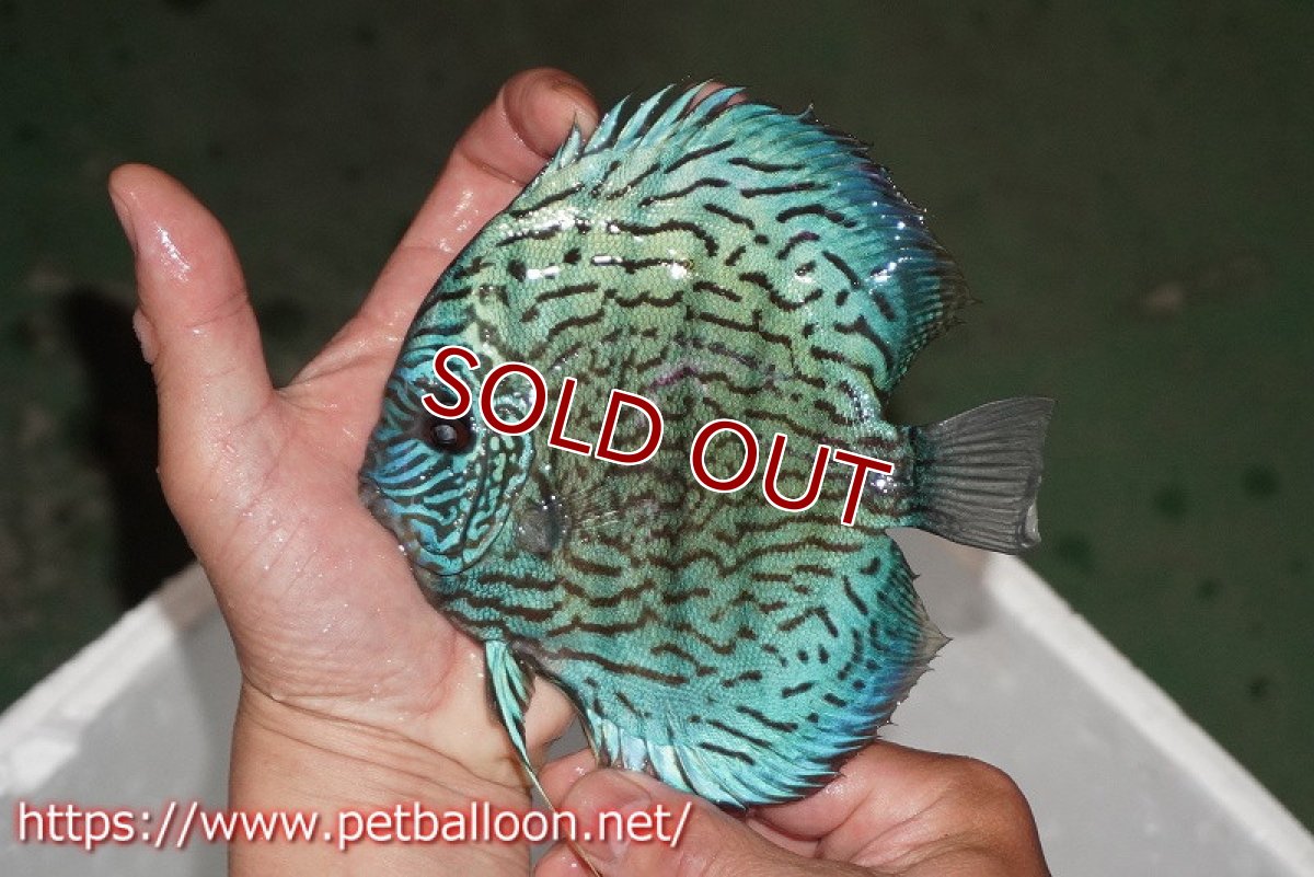 画像3: 【ディスカス】【通販】ジャックワットレーオールドタイプ第三系統【京の匠 直系 国産ブリード】【個体販売】15cm（生体） (3)