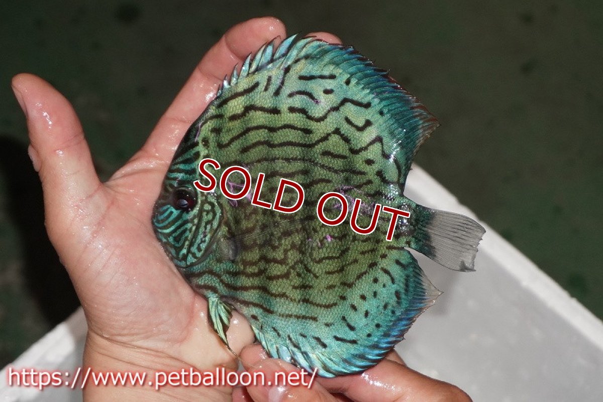 画像2: 【ディスカス】【通販】ジャックワットレーオールドタイプ第三系統【京の匠 直系 国産ブリード】【個体販売】15cm（生体） (2)