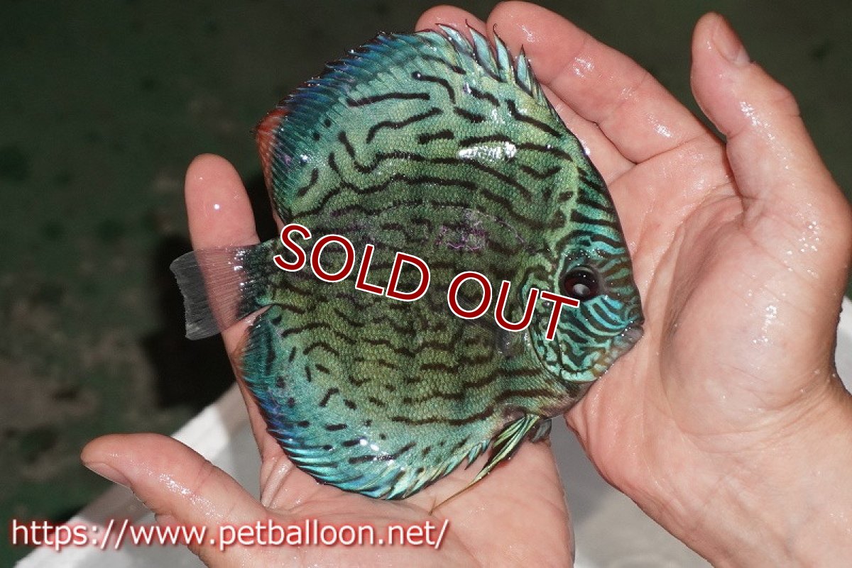 画像3: 【ディスカス】【通販】ジャックワットレーオールドタイプ第三系統【京の匠 直系 国産ブリード】【個体販売】15cm（生体） (3)