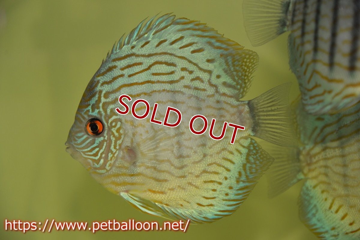 画像2: 【ディスカス】【通販】ジャックワットレーオールドタイプ第三系統【京の匠 直系 国産ブリード】【個体販売】14cm（生体） (2)