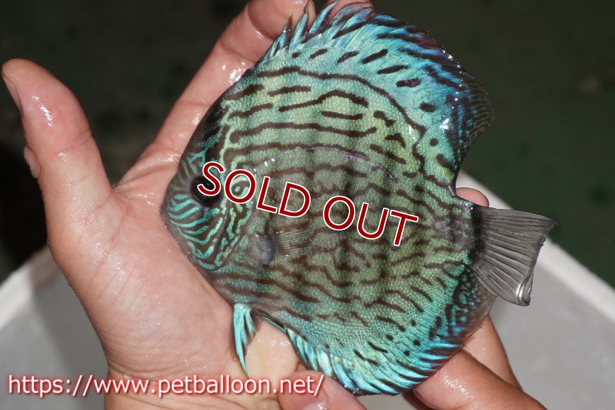 画像3: 【ディスカス】【通販】ジャックワットレーオールドタイプ第三系統【京の匠 直系 国産ブリード】【個体販売】14cm（生体） (3)