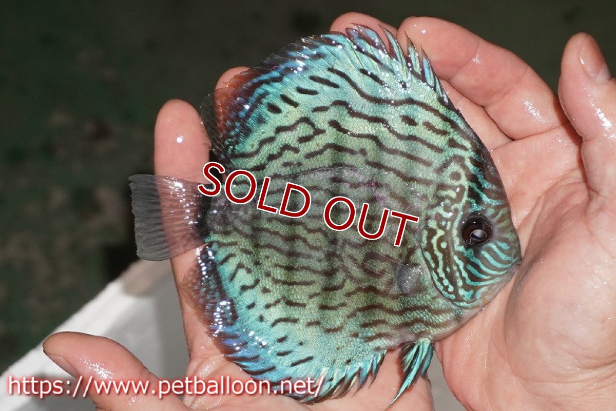 画像4: 【ディスカス】【通販】ジャックワットレーオールドタイプ第三系統【京の匠 直系 国産ブリード】【個体販売】14cm（生体） (4)