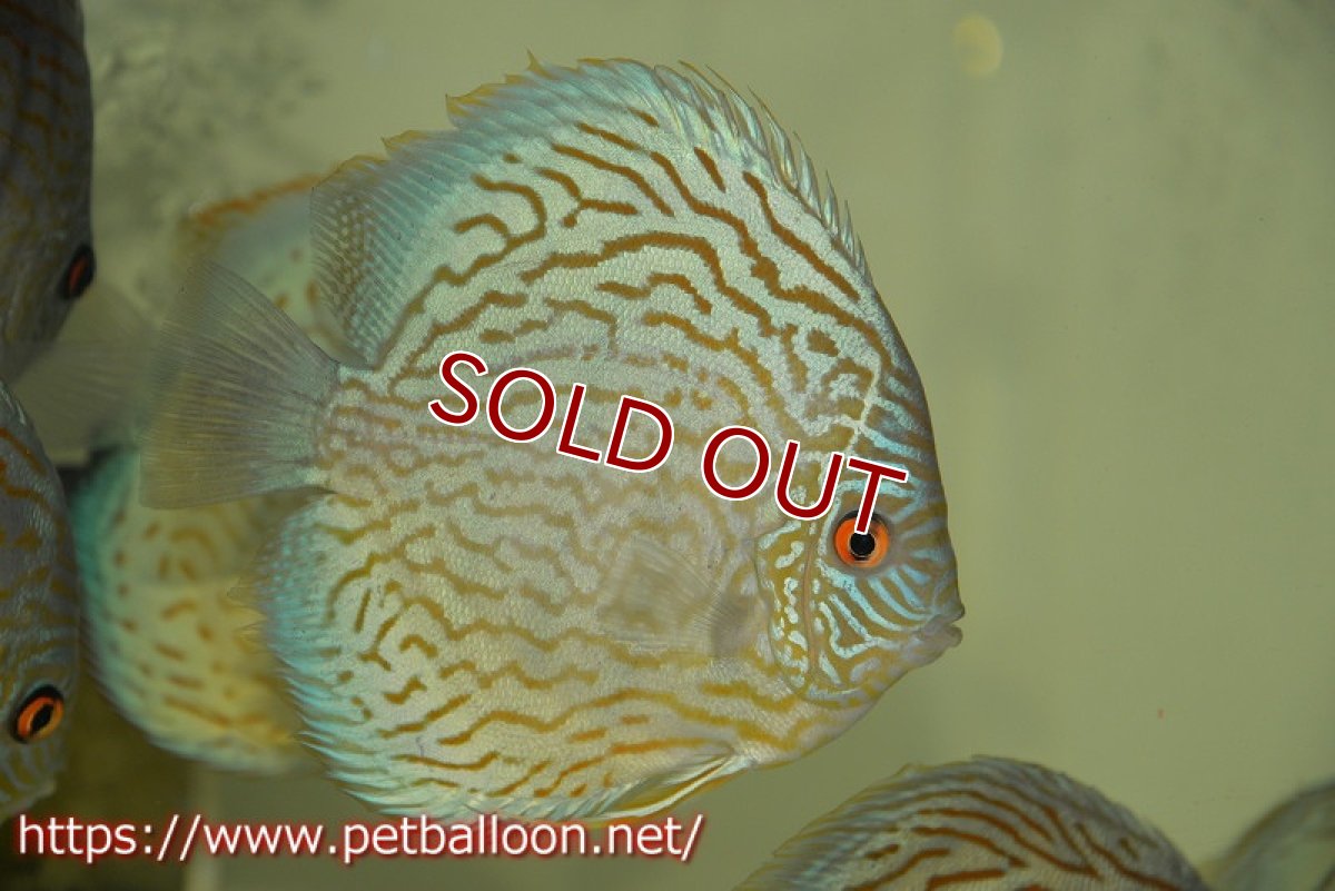 画像2: 【ディスカス】【通販】ジャックワットレーオールドタイプ第三系統【京の匠 直系 国産ブリード】【個体販売】15cm（生体） (2)